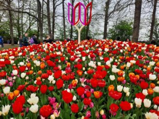 Keukenhof