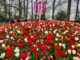 Keukenhof